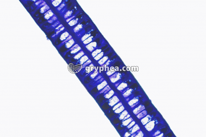 Ulve (algue verte) - thalle en CT x100 - gryphea.com